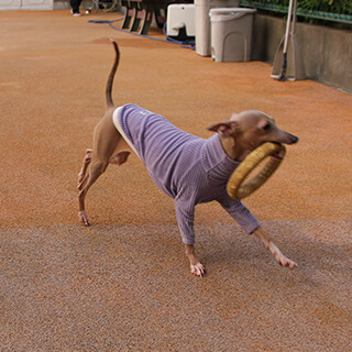 ハローズドッグ　ドッグラン