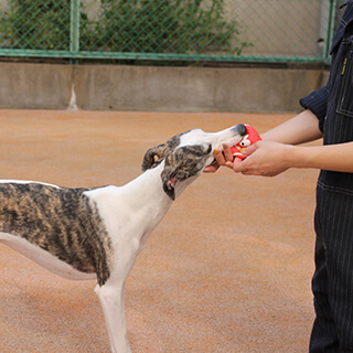 ハローズドッグ　ドッグラン