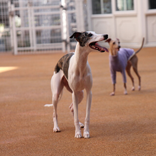 ハローズドッグ　ドッグラン