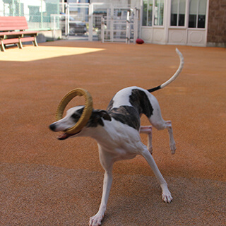 ハローズドッグ　ドッグラン