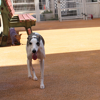 ハローズドッグ　ドッグラン