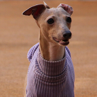 ハローズドッグ　ドッグラン