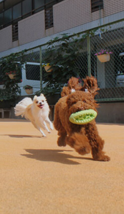 ハローズドッグ