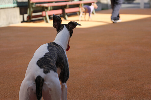 ハローズドッグ