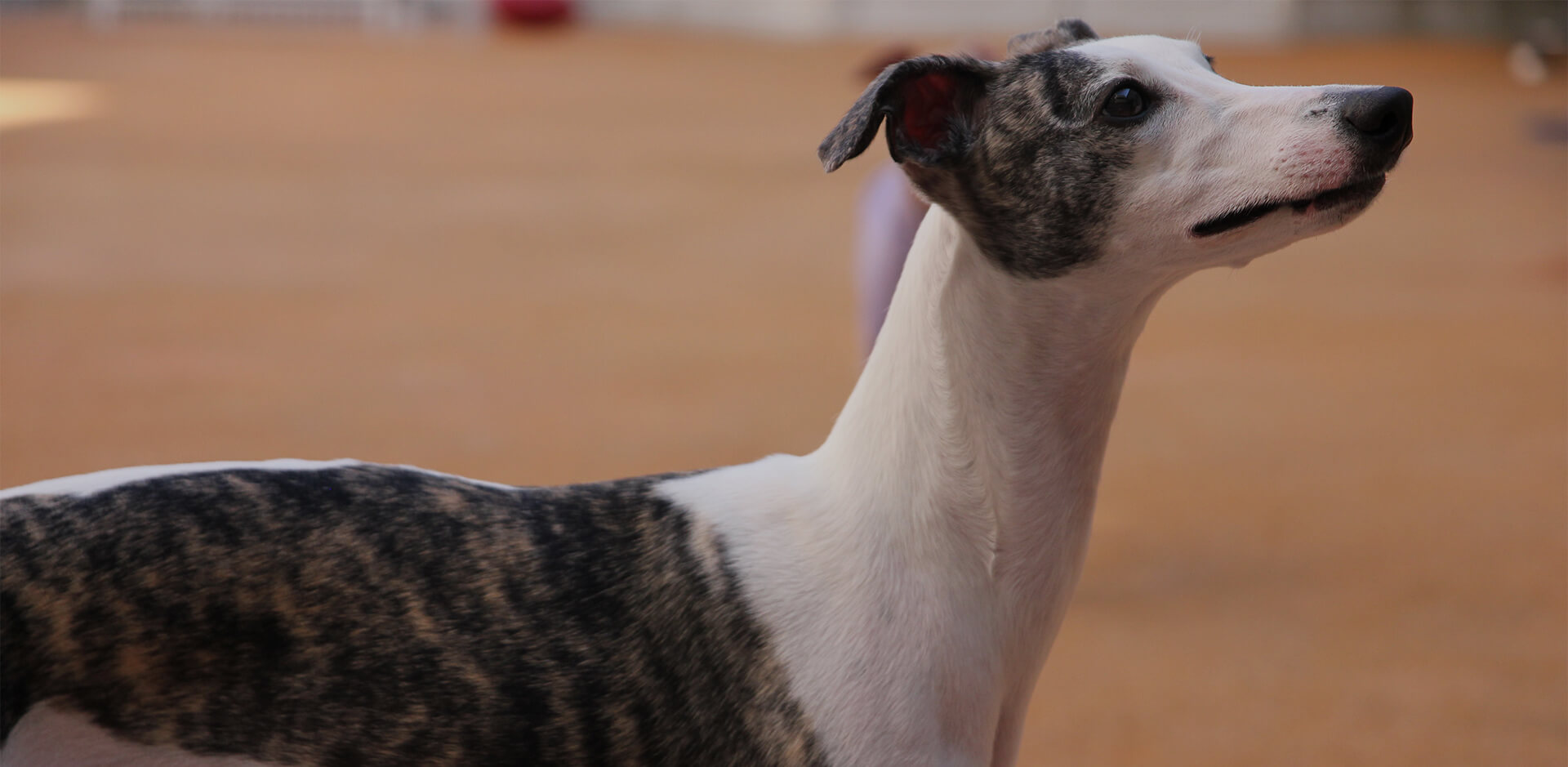 ハローズドッグ 都会に住む人と犬とのコミュニティスペース