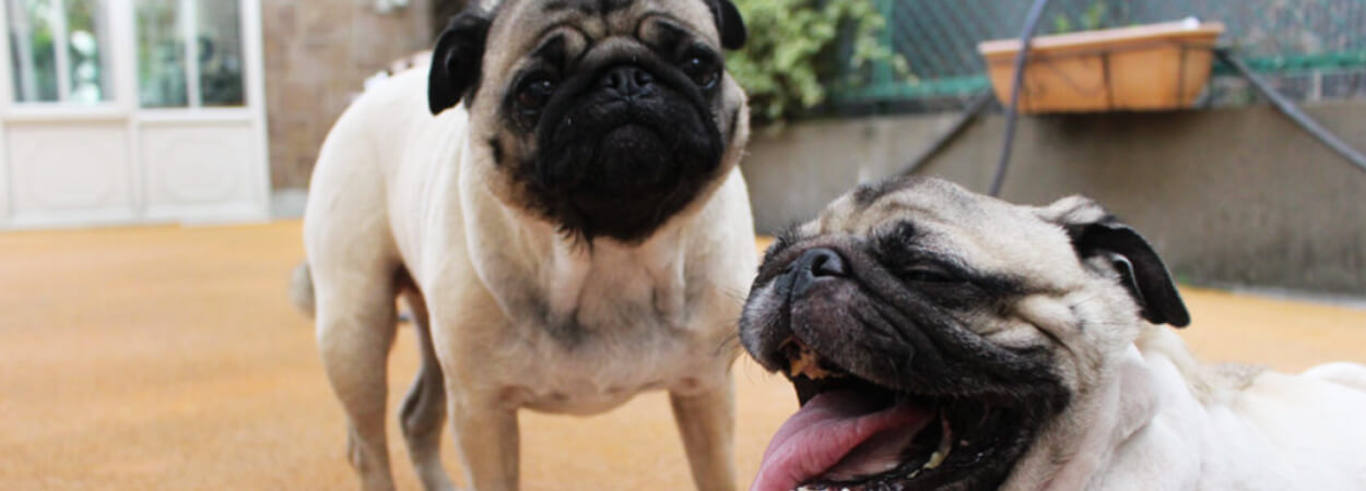 オリーブドッグ　ハローズドッグ