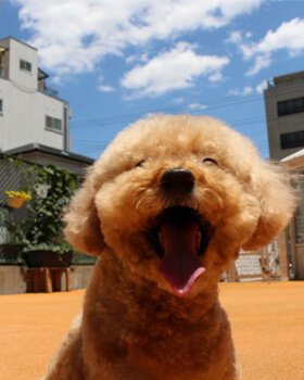 スタッフ　ハローズドッグ